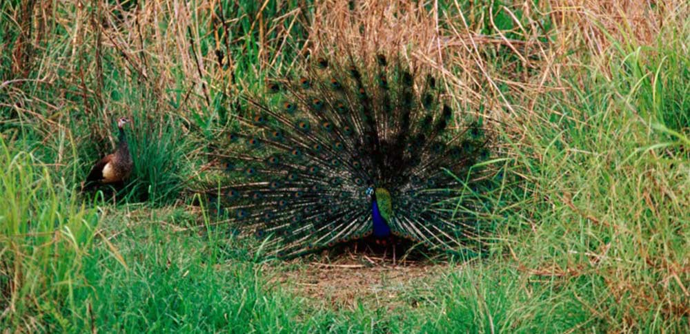 Bardiya National Park